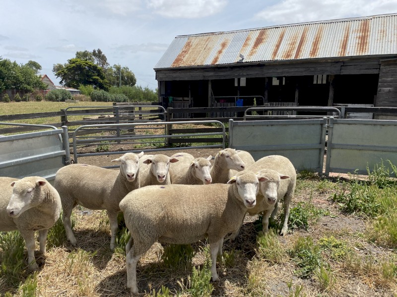 Poll Dorset ewes registered 