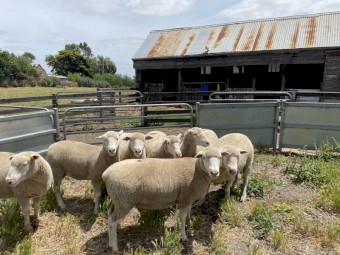 Poll Dorset ewes registered 