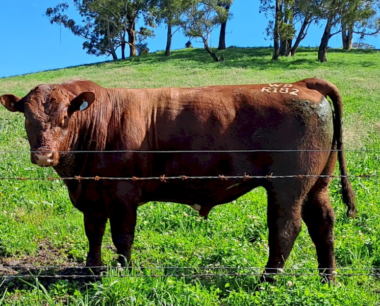 Stud Shorthorn Bull