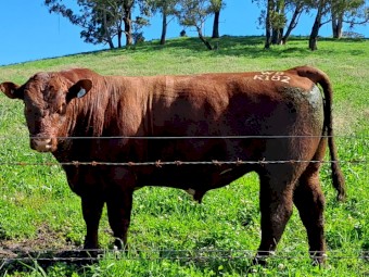 Stud Shorthorn Bull