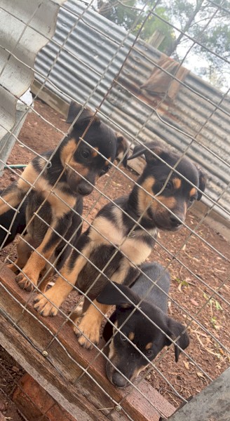 Kelpie pups 