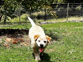 Red Heeler (Aus Cattle Dog) pups