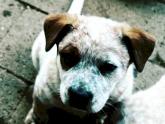 Red Heeler (Aus Cattle Dog) pups