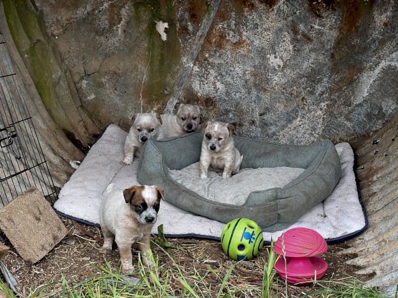 Red Heeler (Aus Cattle Dog) pups
