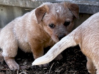 Red Heeler (Aus Cattle Dog) pups