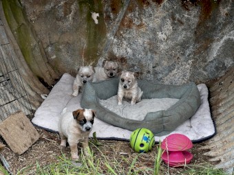 Red Heeler (Aus Cattle Dog) pups