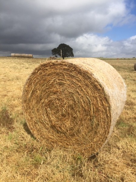 55  rolls x Pasture Hay with Clover Underlay (New Season 22/23)