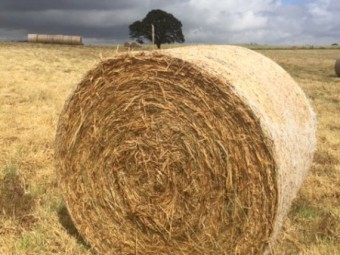 55  rolls x Pasture Hay with Clover Underlay (New Season 22/23)