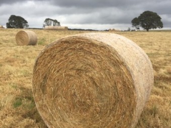 55  rolls x Pasture Hay with Clover Underlay (New Season 22/23)