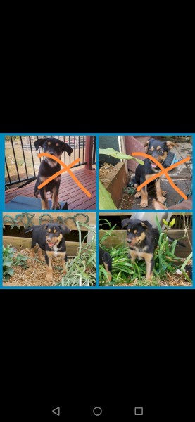 Only 2 left.    Pure breed Kelpie pups