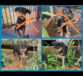 Only 2 left.    Pure breed Kelpie pups