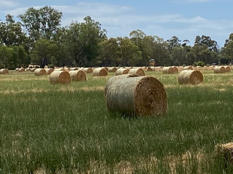 315 x Rye/Oaten & Clover Hay 5x4 Round Bales