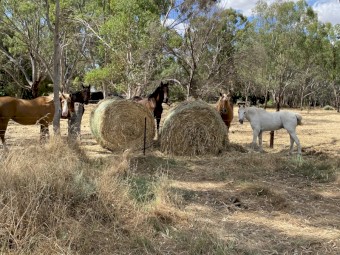 315 x Rye/Oaten & Clover Hay 5x4 Round Bales