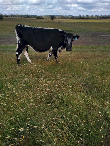 F1 speckle Park cows