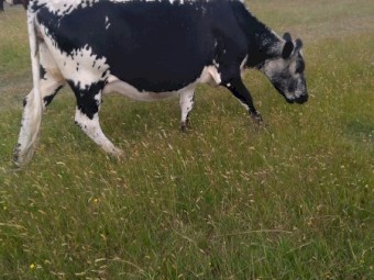 F1 speckle Park cows