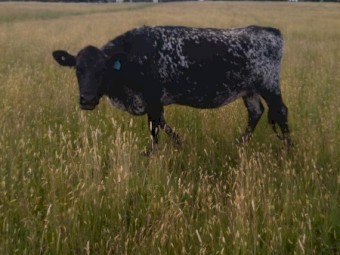 F1 speckle Park cows