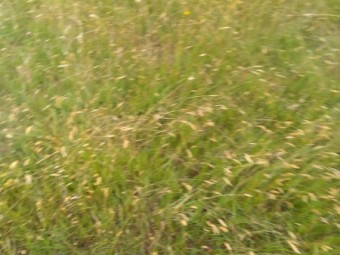 F1 speckle Park cows