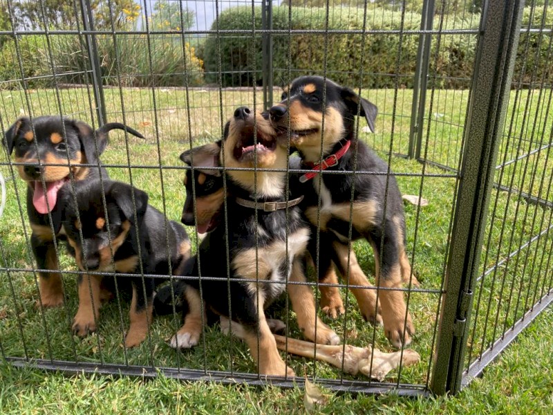 Black & Tan Kelpie pups ready for new homes