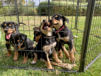 Black & Tan Kelpie pups ready for new homes