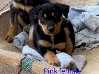 Black & Tan Kelpie pups ready for new homes