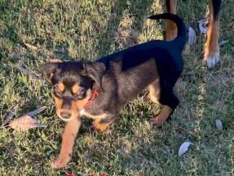 Black & Tan Kelpie pups ready for new homes