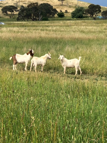 Billy Boer Goat Crossed 