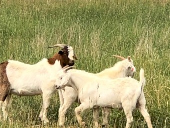 Billy Boer Goat Crossed 