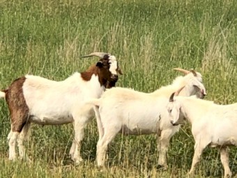 Billy Boer Goat Crossed 