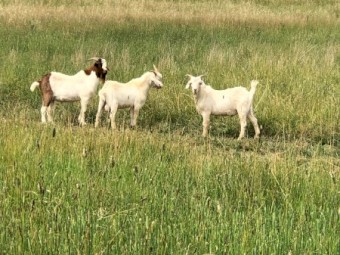 Billy Boer Goat Crossed 