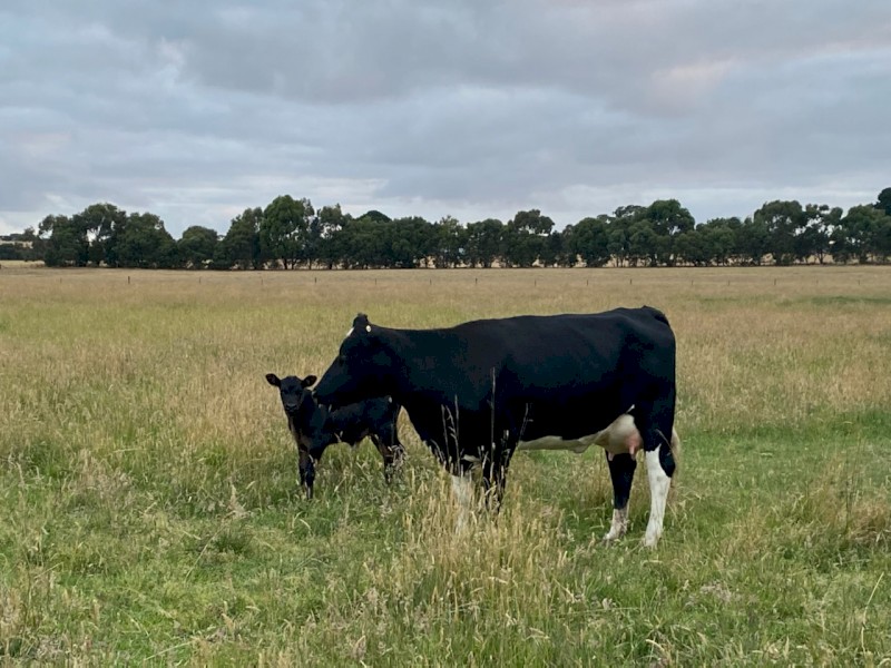 Fresian heifer with Angus calf