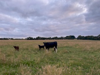Fresian heifer with Angus calf