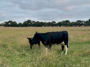 Fresian heifer with Angus calf
