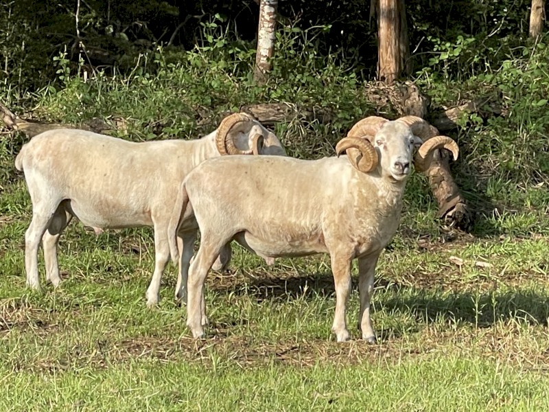 Horned Wiltshire Rams