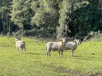 Horned Wiltshire Rams