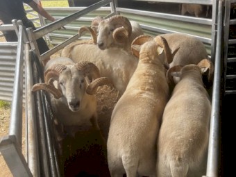 Horned Wiltshire Rams