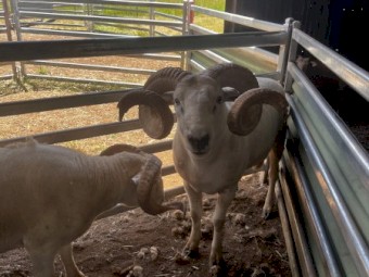 Horned Wiltshire Rams