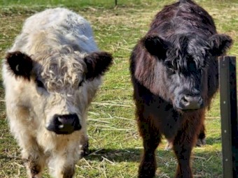 Mini Galloway Steers