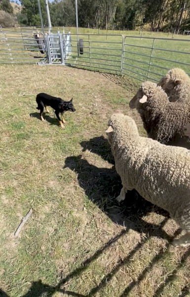 8 month Kelpie Female