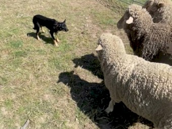 8 month Kelpie Female