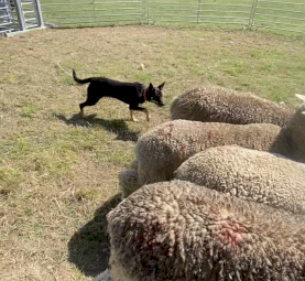 8 month Kelpie Female