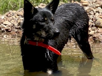 8 month Kelpie Female