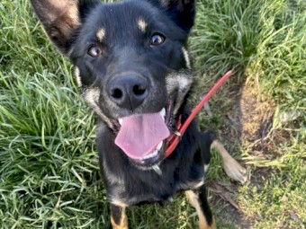 8 month Kelpie Female