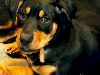 Kelpie pups 3 Male 5 Female