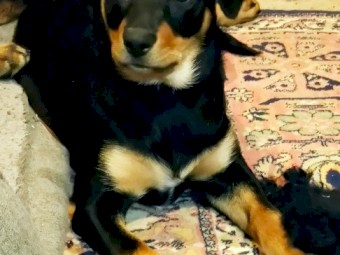 Kelpie pups 3 Male 5 Female