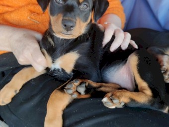 Kelpie pups 3 Male 5 Female