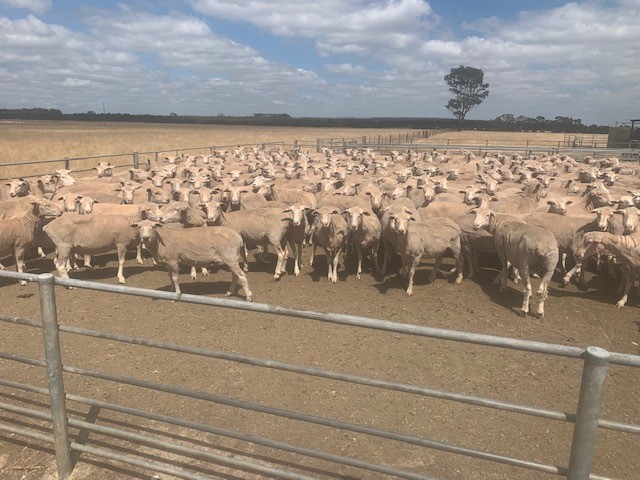480 Joined XB Ewes