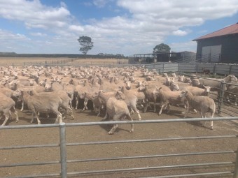480 Joined XB Ewes