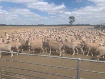 480 Joined XB Ewes