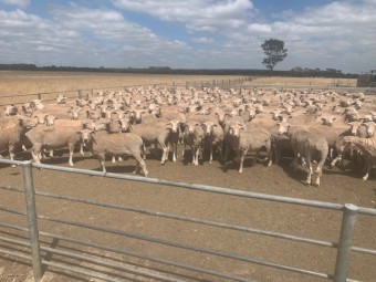 480 Joined XB Ewes