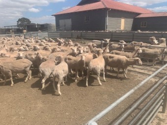 480 Joined XB Ewes